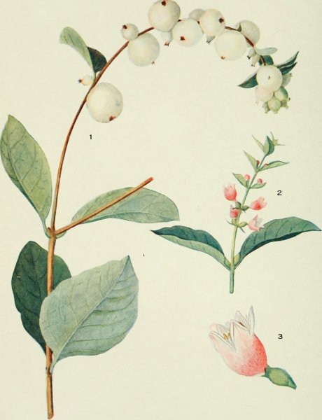 Брусника Ботаническая иллюстрация