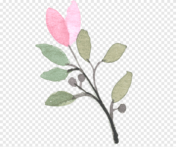 Снежноягодник белый