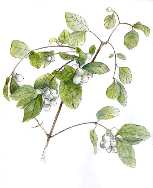 Хлопчатник Ботанический рисунок