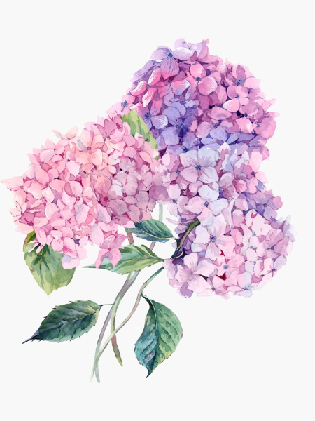 Шишка в венке акварель