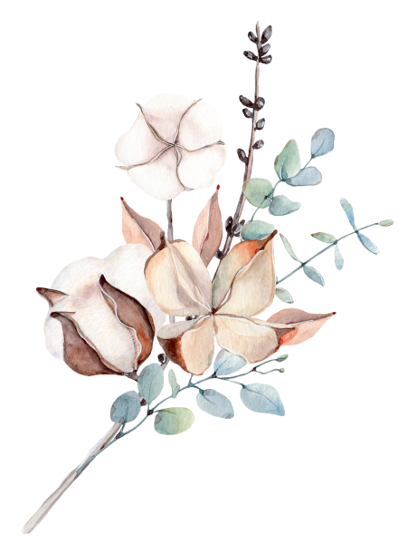 Снежноягодник гербарий