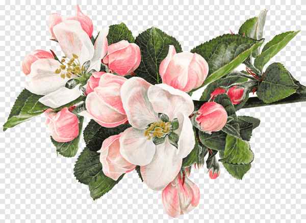 Гортензия метельчатая акварель