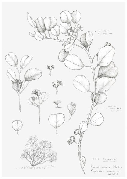 Марина правник акварель шиповник