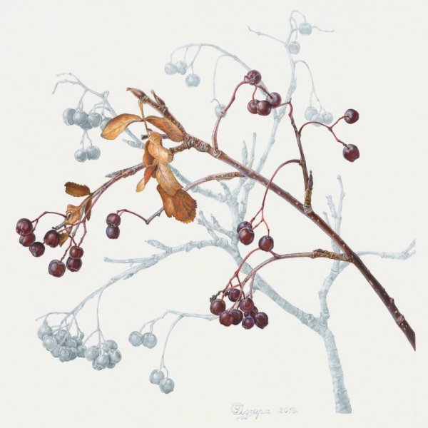 Watercolour гортензия