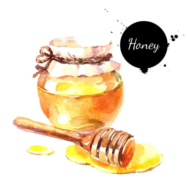 Мед акварельный рисунок