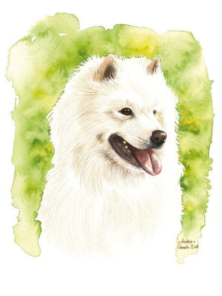 Самоедская лайка акварель