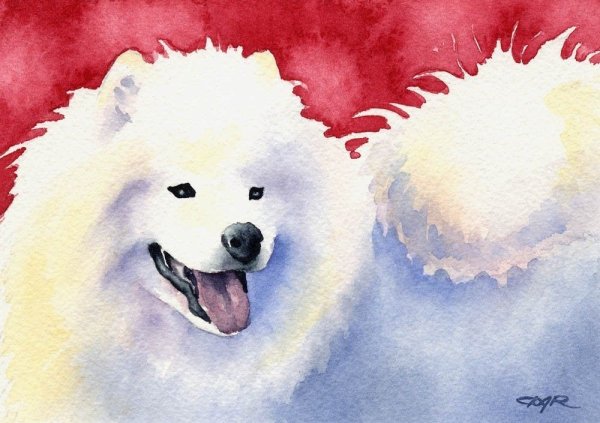 Самоед акварелью