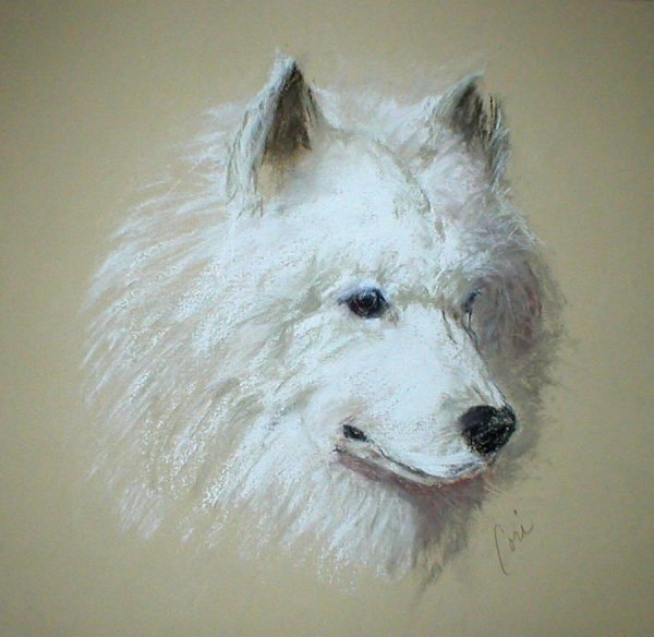 Самоедская лайка рисунок