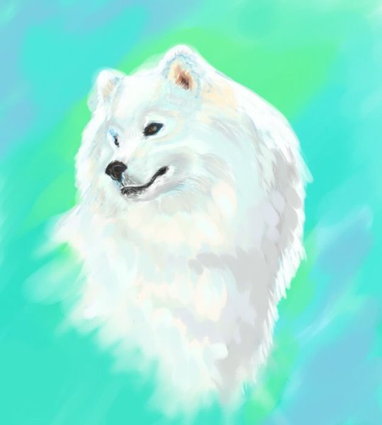 Самоед арты