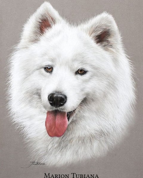 Самоедская лайка портрет