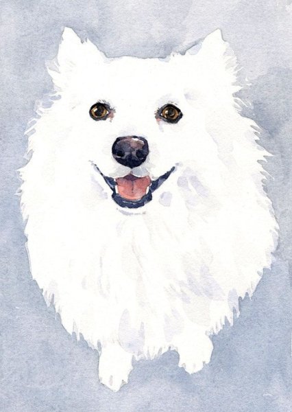 Самоед акварелью