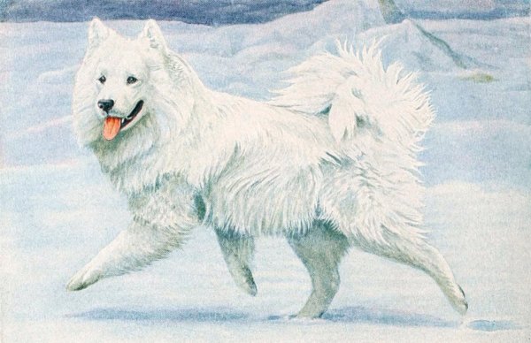 Самоед арт