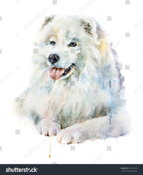 Самоед акварелью