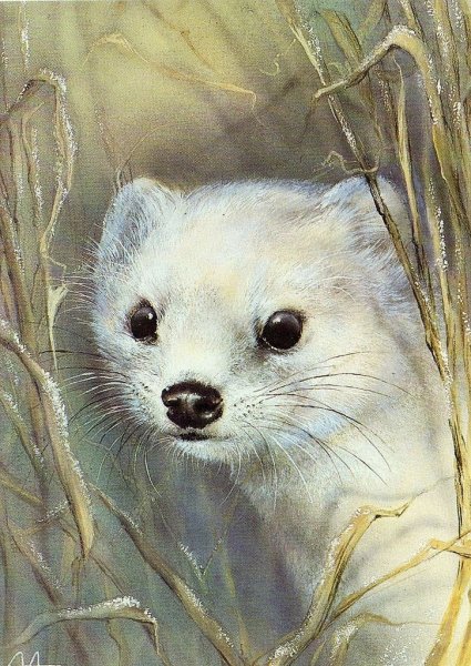 Художник анималист Исаков