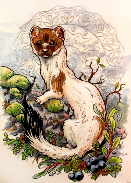 Тотем куница