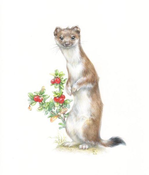 Ласка животное