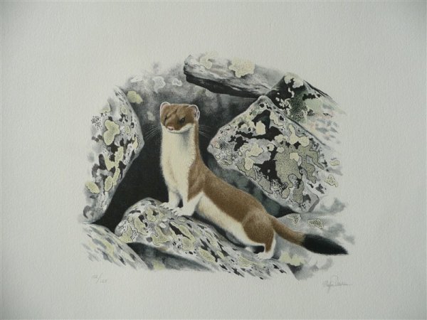 Горностай Вадим Горбатов