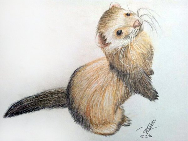 Хорек рисунок цветными карандашами