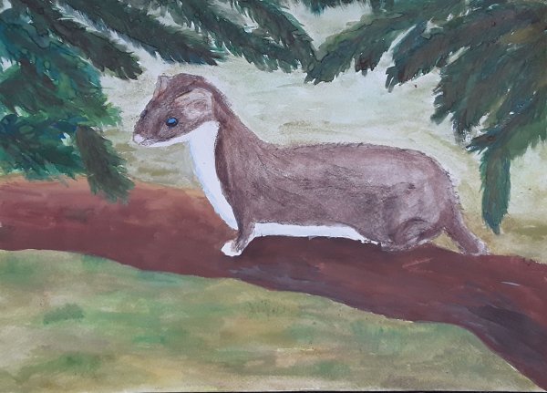 Горностай для детей