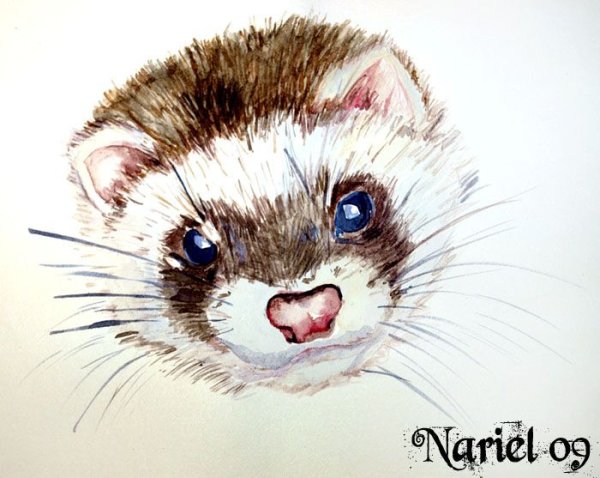 Хорек рисунок акварель