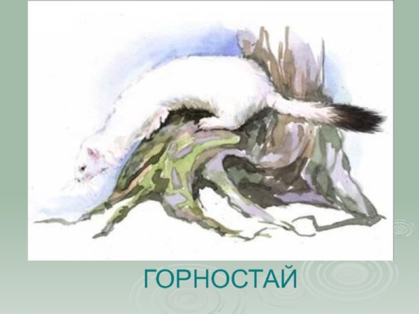 Горностай акварелью