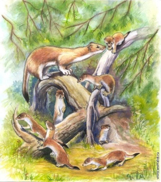 Ласка картина