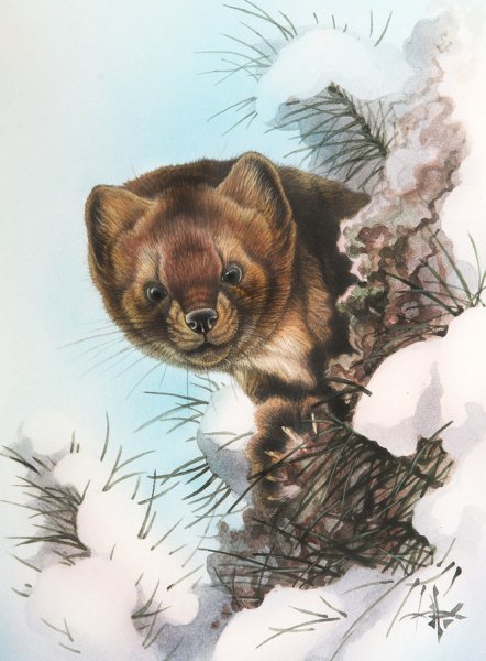 Иллюстратор Александр Дегтев