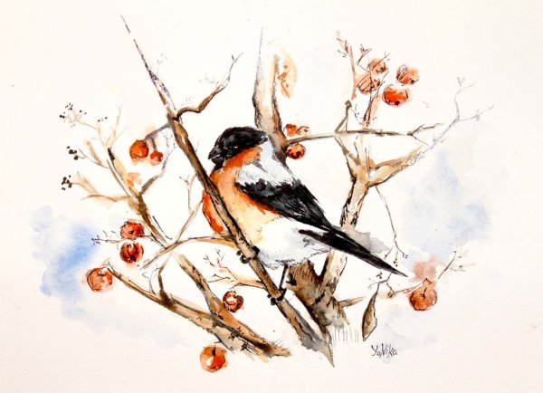 Снегирь акварель