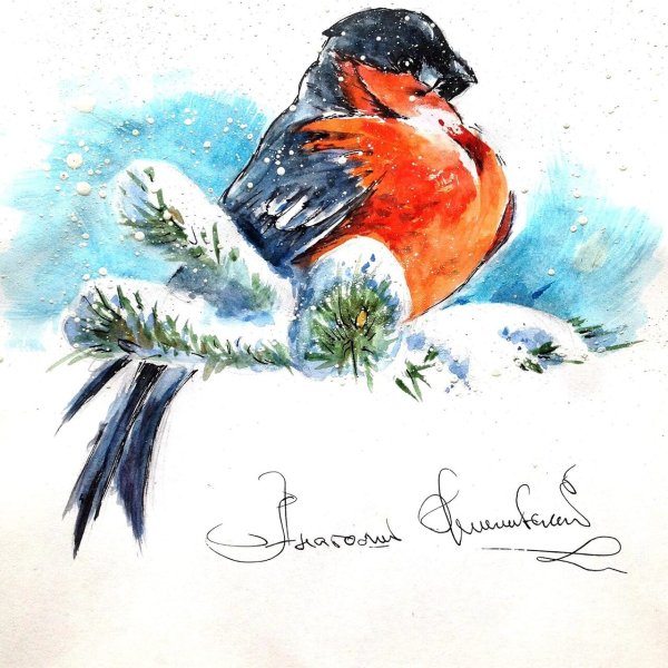 Снегирь акварель