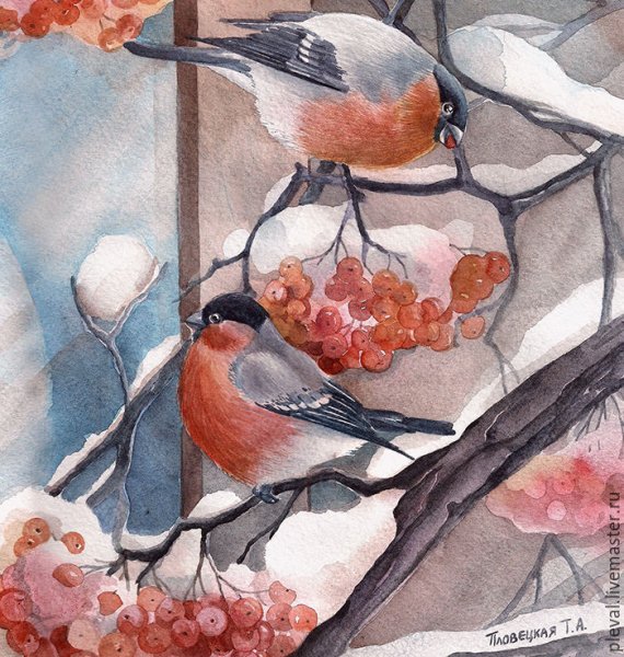 Снегирь акварель