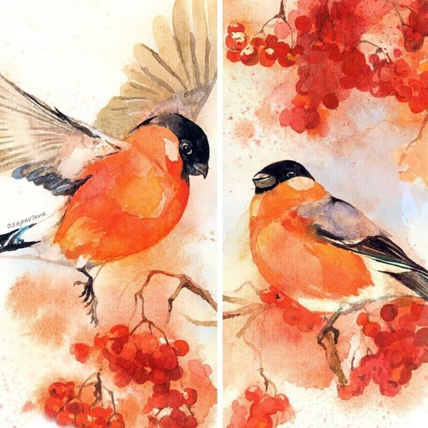 Снегирь рисунок акварелью
