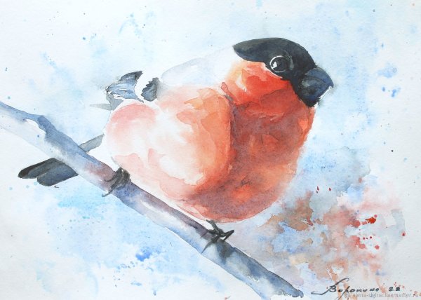 Снегирь акварель