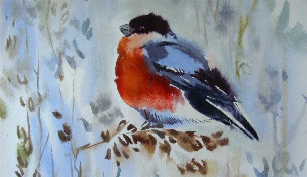 Снегирь акварель
