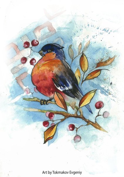 Акварельный Снегирь скетч