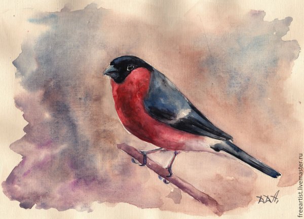 Птица Снегирь акварель