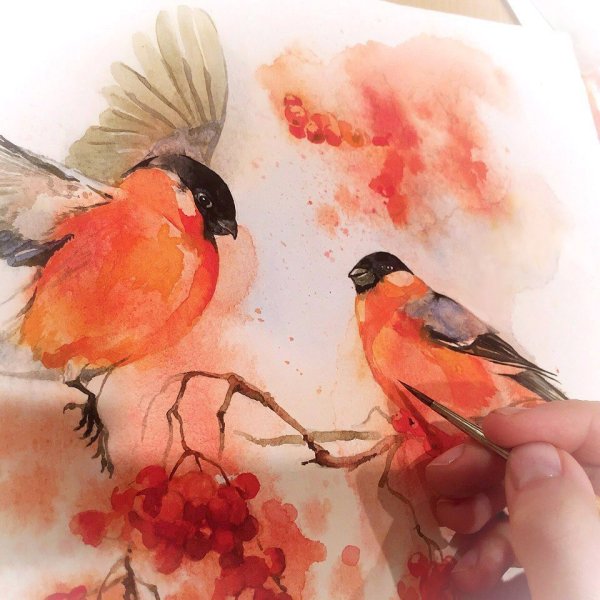 Снегирь акварель