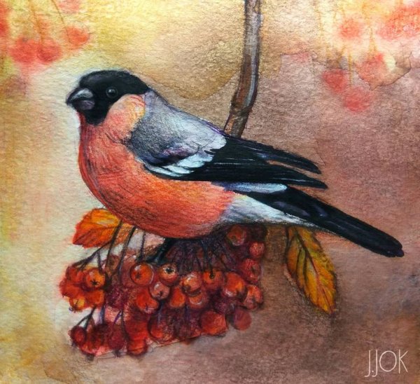 Снегири акварелью картинки