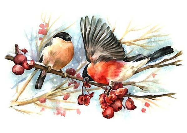 Анна Петунова Снегирь