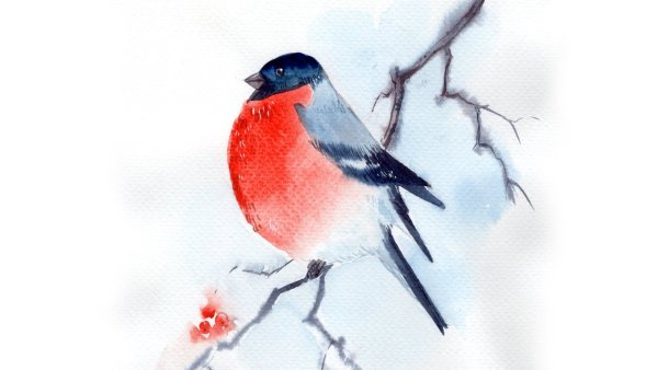 Снегири на ветке