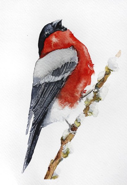 Птица Снегирь акварель