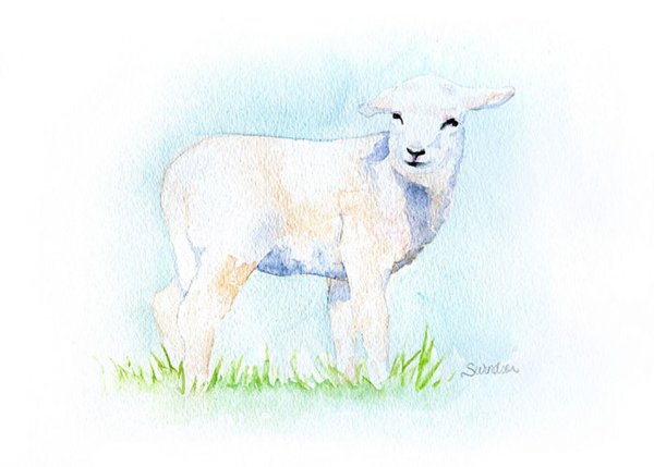 Ягненок акварель