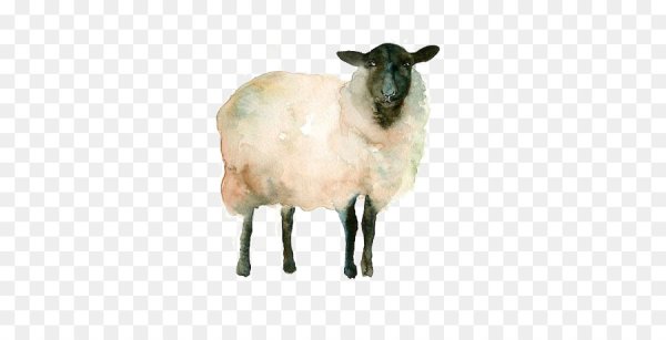 Овца акварель