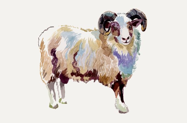 Овца акварель