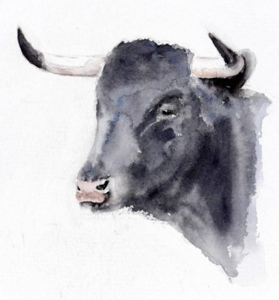 Бык акварель