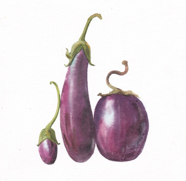 Этюд баклажана акварелью