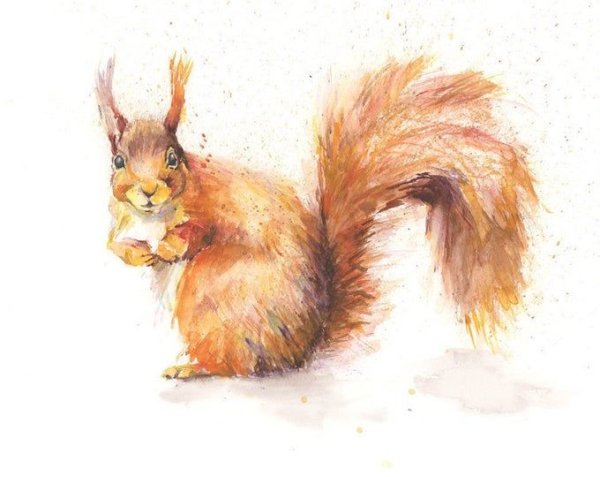 Бельчонок акварель