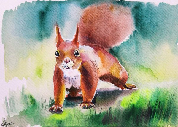 Белка акварелью
