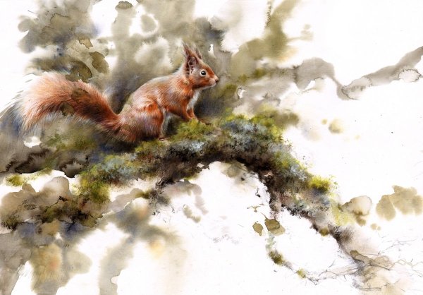 Белка акварелью