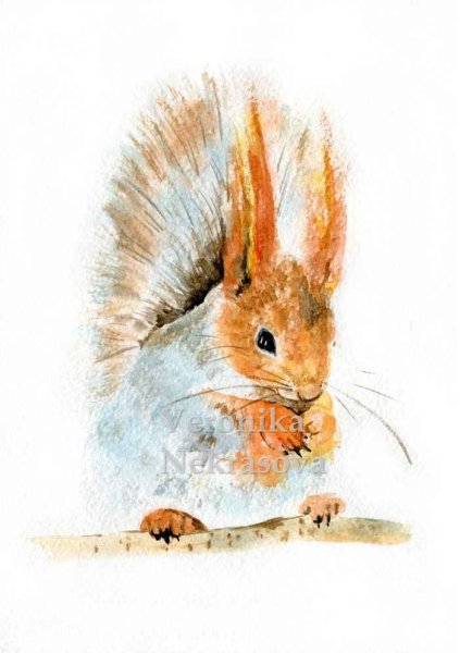 Белка акварелью
