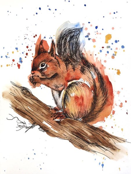 Белка акварелью